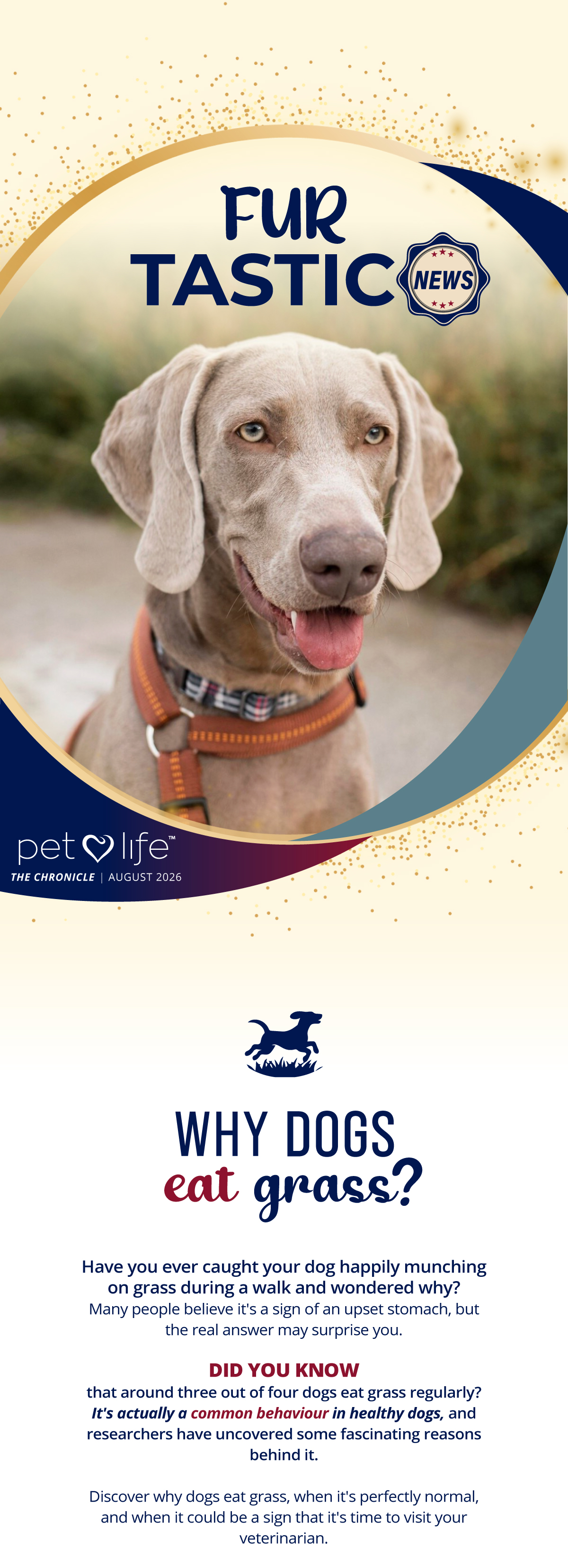 Have you ever caught your dog happily munching on grass during a walk and wondered why?