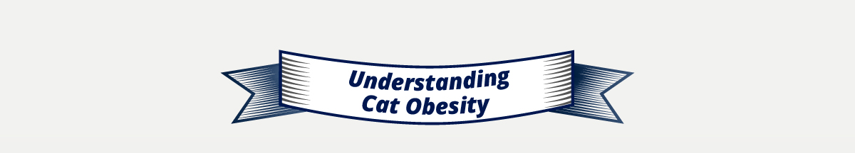 Understanding Cat Obesity