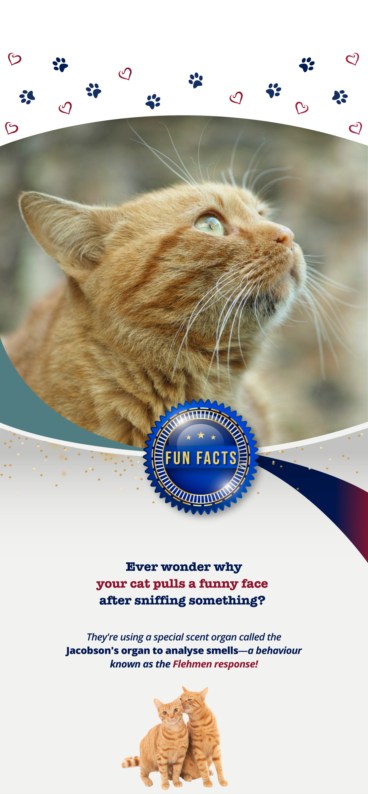 Ever wonder why your cat pulls a funny face after sniffing something?