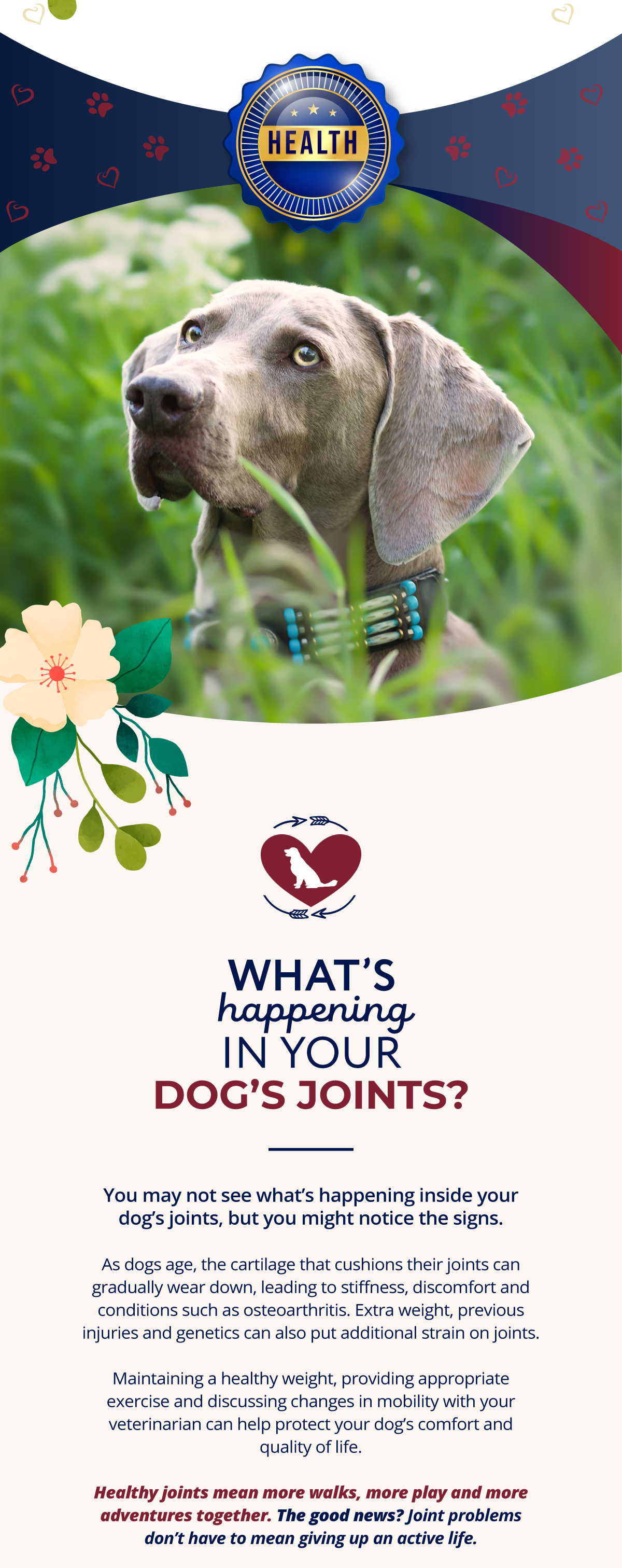 What's happening in your dog's joints?