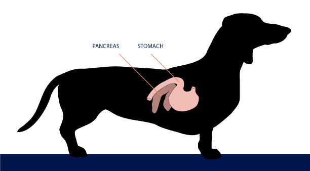 Tumors in pancreas in dogs