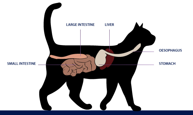 stomach cancer in cats symptoms