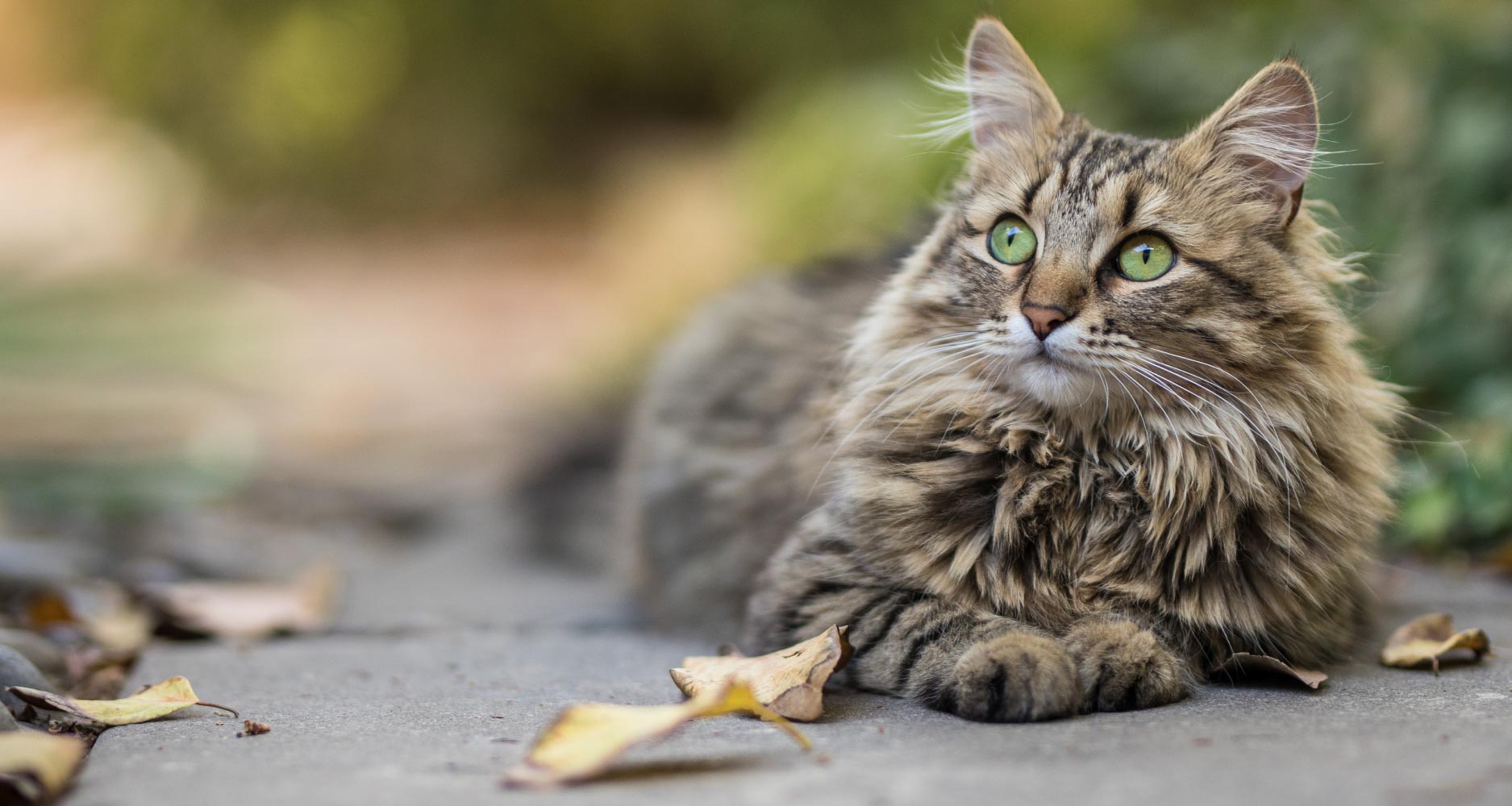 Does Your Cat Have A Healthy Coat & Skin? - PetlifeSA