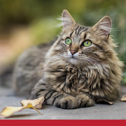 Read more about the article Does Your Cat Have A Healthy Coat & Skin?