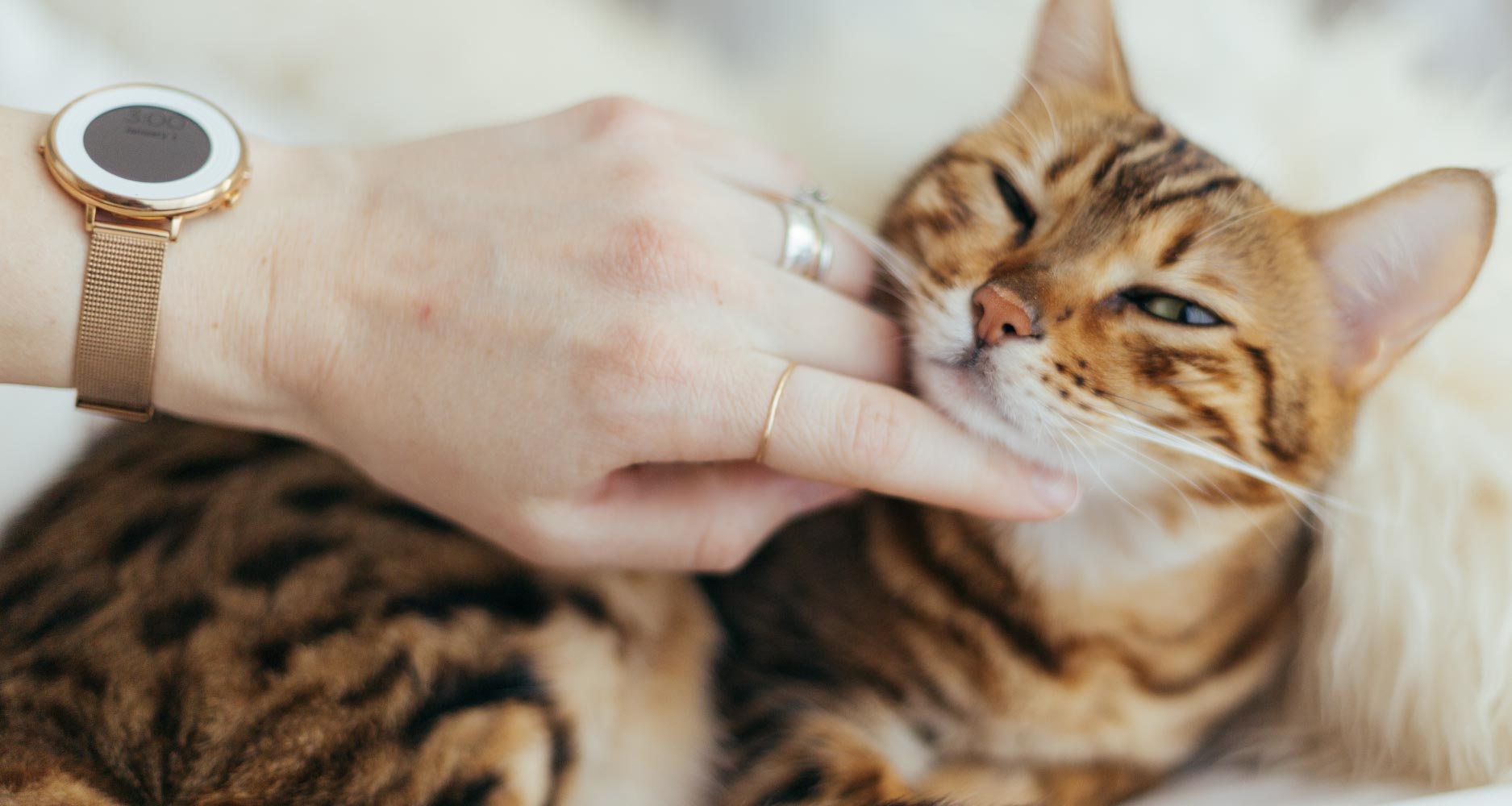 Taking care store of a cat