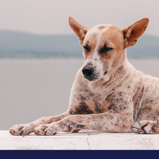 Read more about the article Rabies: How It Spreads, The Signs & Why Vaccination Is Vital