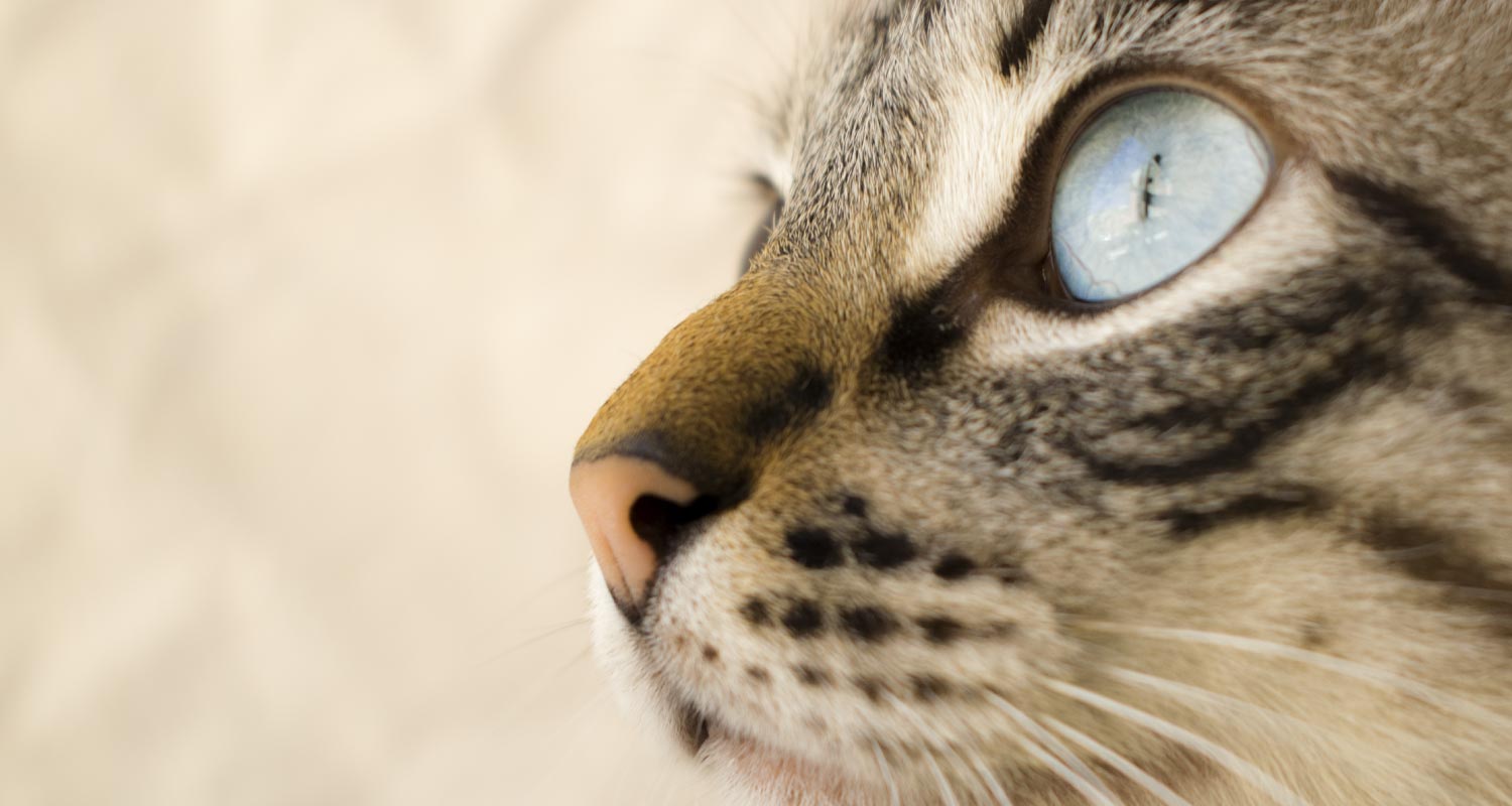 Cat Eye Inflammation