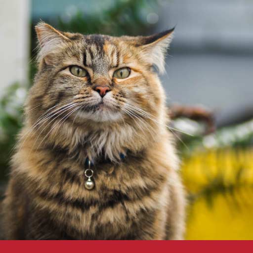 Read more about the article Heart Disease In Cats