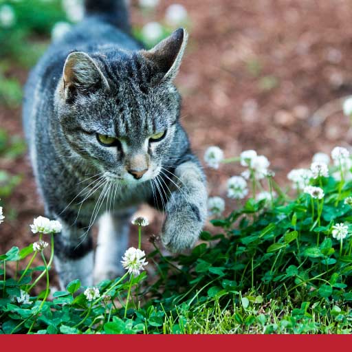 Read more about the article Routines For Cats