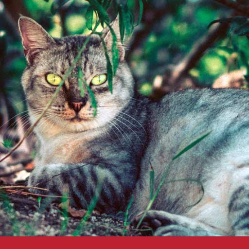 Read more about the article What To Do When Your Cat Is Overweight