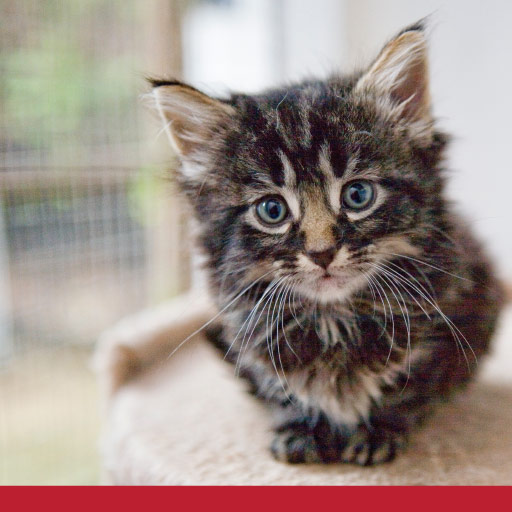 Read more about the article Acid Or Gastroesophageal Reflux (GERD) In Cats