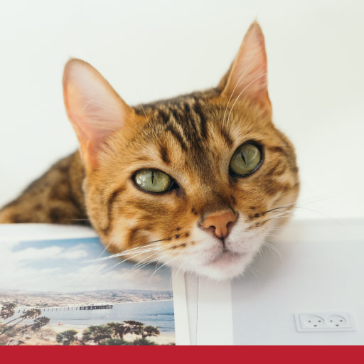 Read more about the article Acute Diarrhoea In Cats