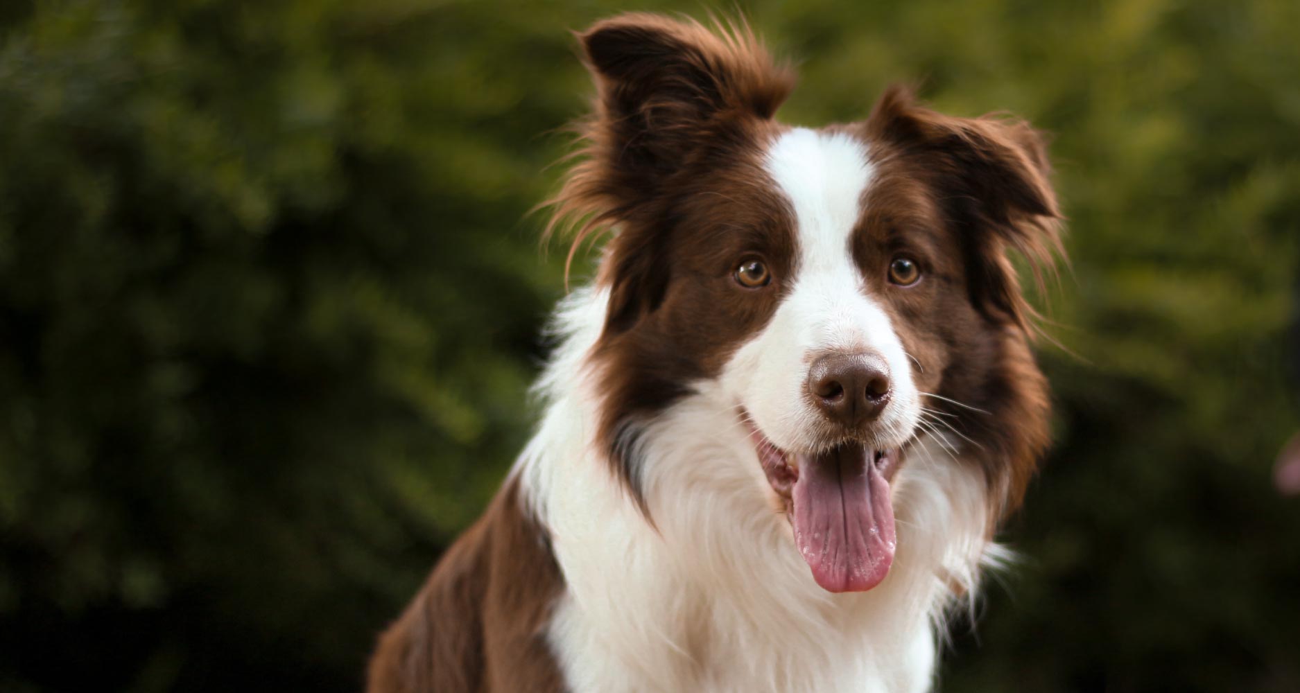Top 10 Best Herding Dogs - PetlifeSA