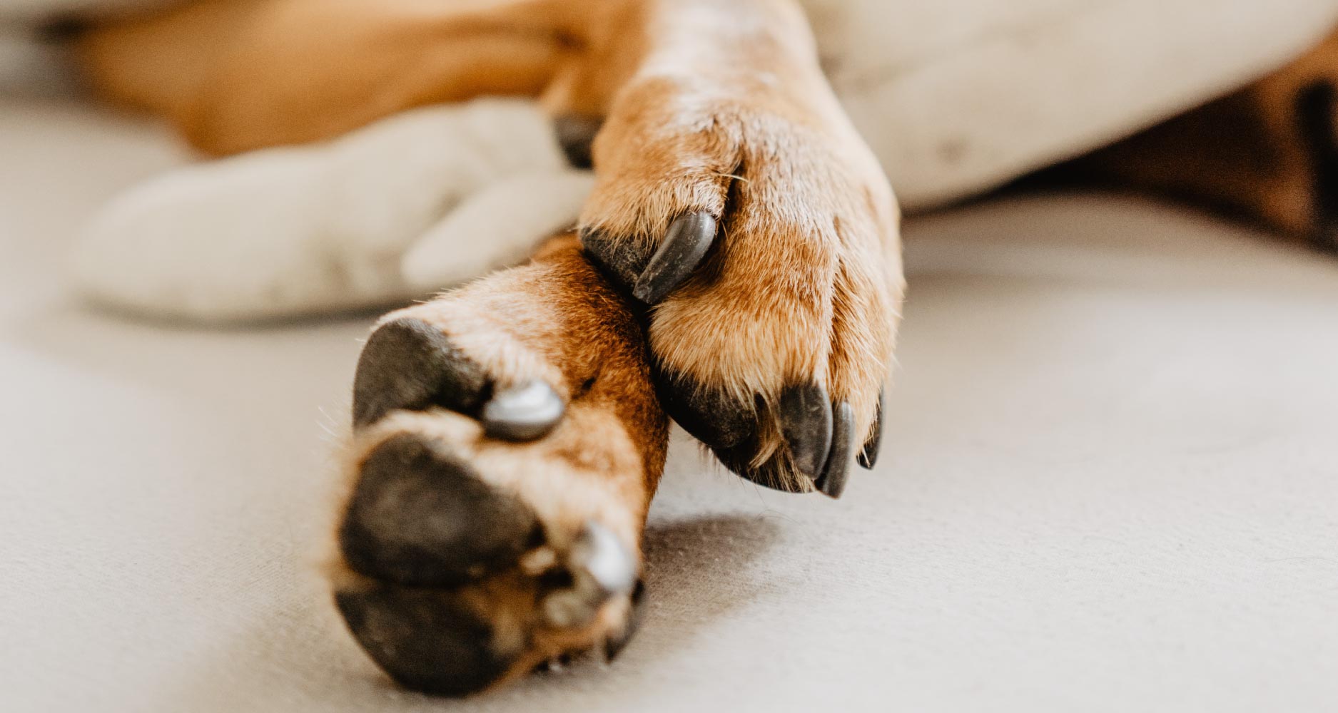 Understanding Dog Foot Pads - Are My Dogs Feet Really Protected?