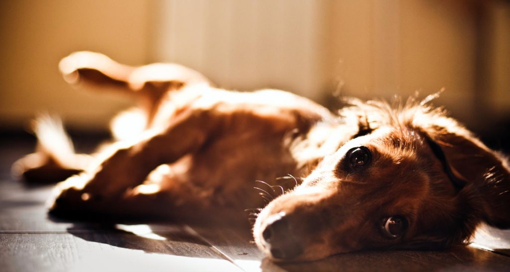 Aspiration (Or Inhalation) Pneumonia In Dogs PetlifeSA