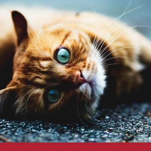 Read more about the article Osteoarthritis In Cats