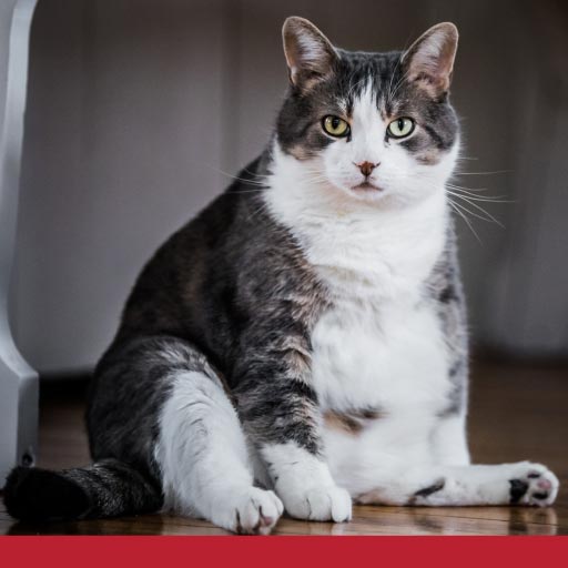Read more about the article Why Cats Become Obese And What You Can Do About It
