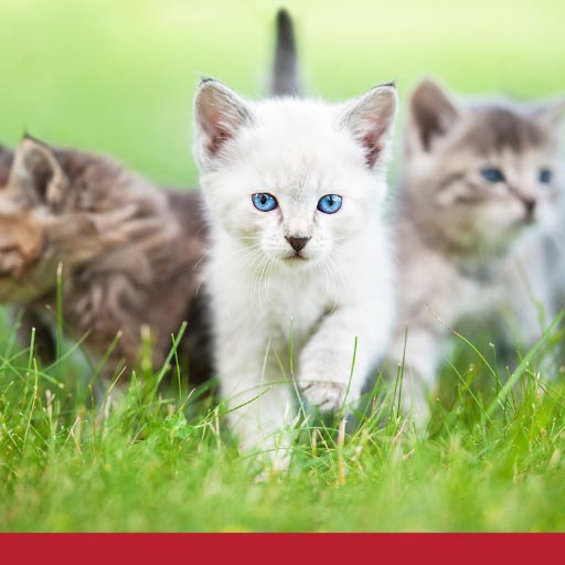 Read more about the article Socialising Your Cat