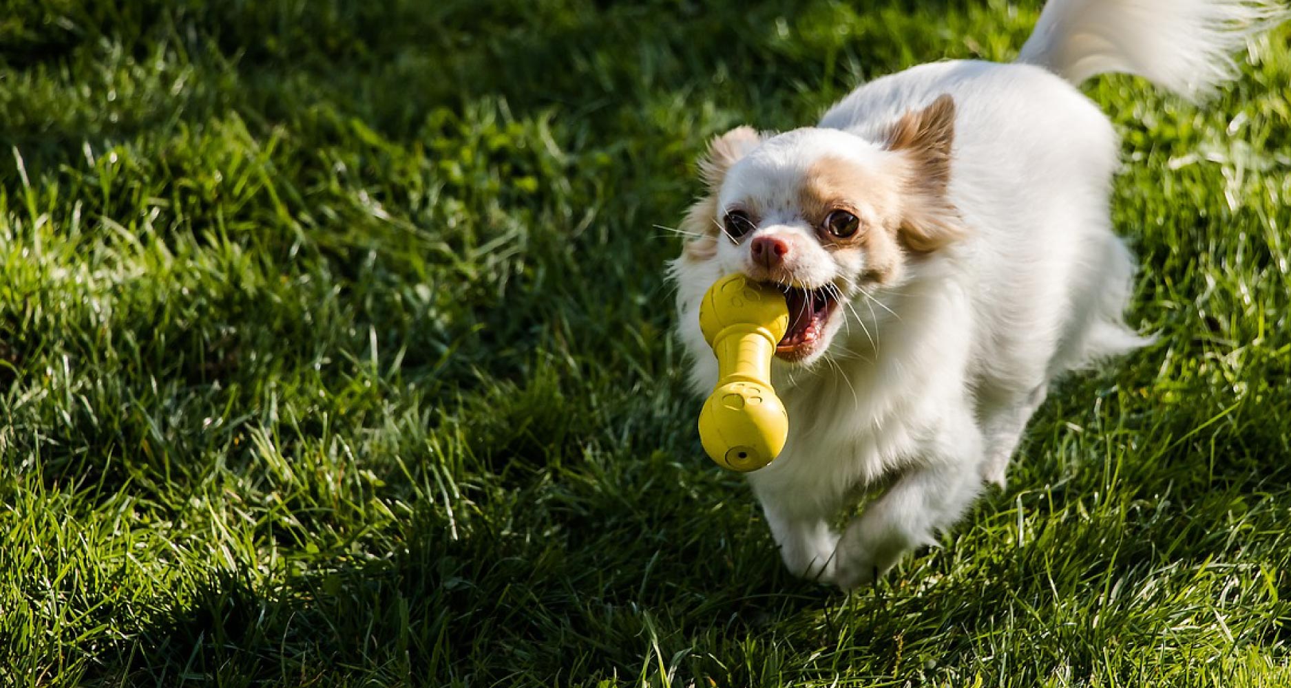 https://petlifesa.com/wp-content/uploads/2019/06/SA0129-petlifesa-training-behaviours-habits-top-interactive-toys-for-bored-dogs-header-FA.jpg