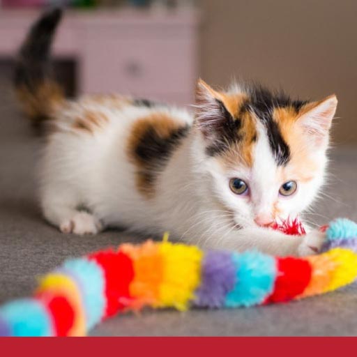 Read more about the article Top Toys For Cats