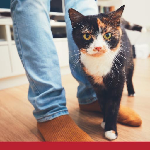 Read more about the article Common Cat Behaviours