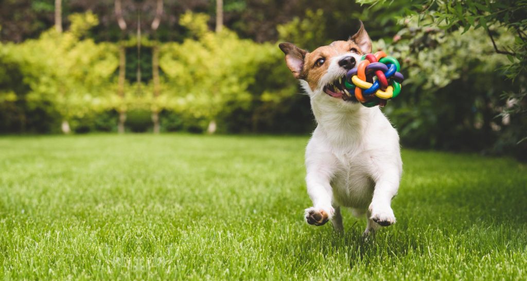 The Benefits Of Dog Toys - PetlifeSA