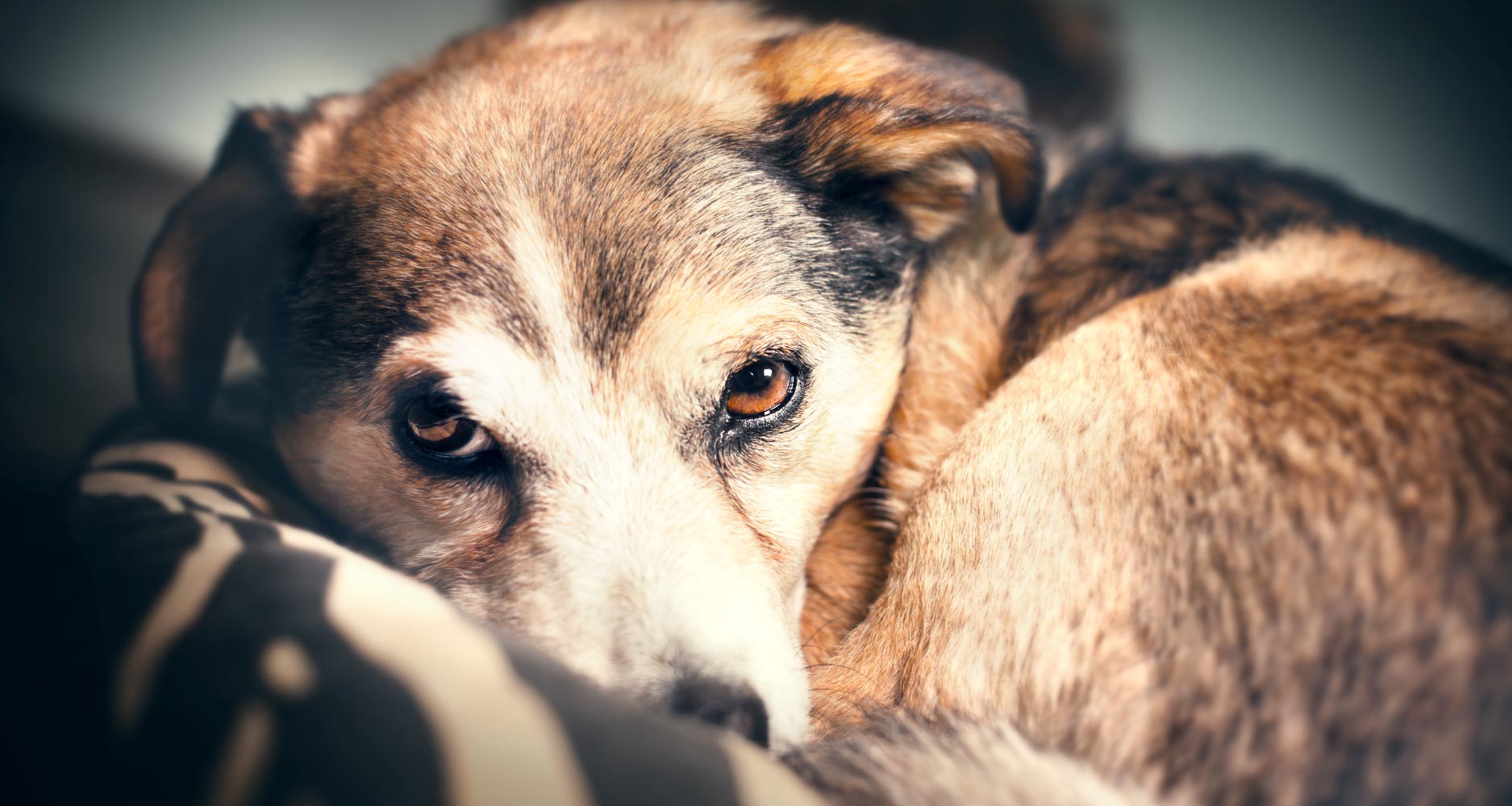 The Most Common Dog Phobias and Fears - PetlifeSA