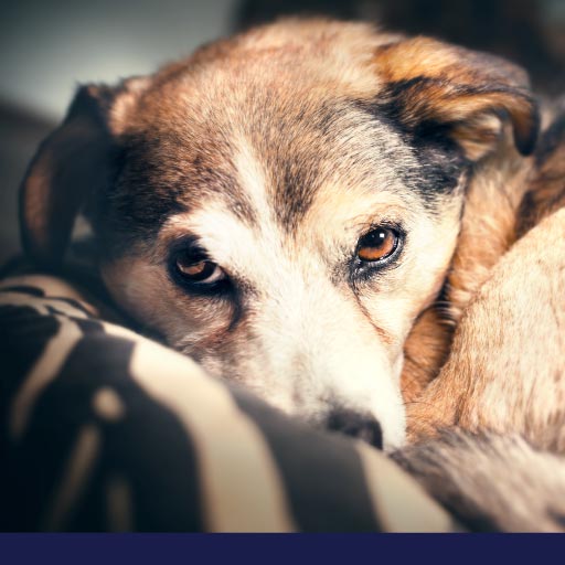 The Most Common Dog Phobias and Fears PetlifeSA