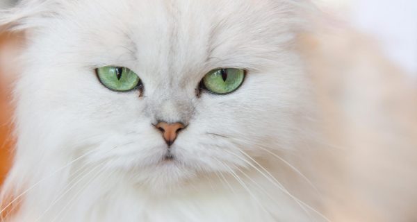 Popular Breeds Of Cats - Petlifesa