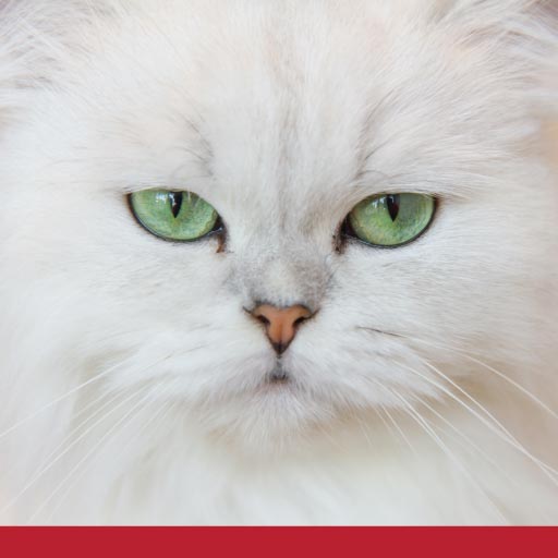 Read more about the article Popular Breeds Of Cats