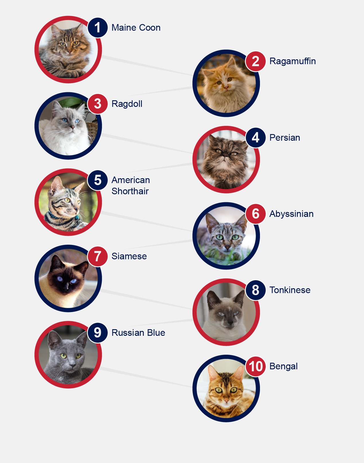 SA0142 Petlifesa Breeds Top 10 Popular Cats Graphic FA 