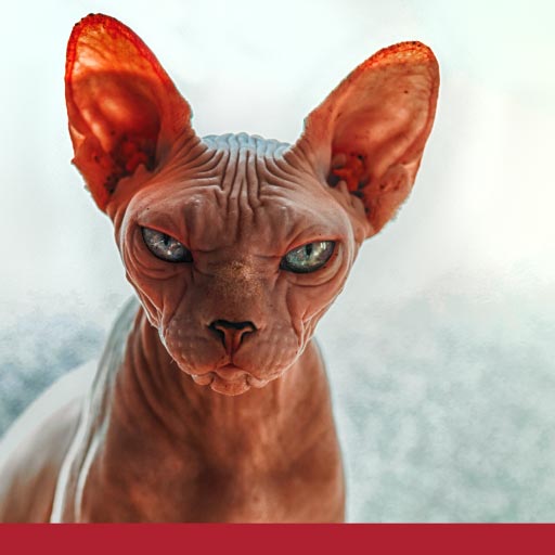 Read more about the article Unusual Breeds Of Cats