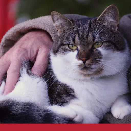 Read more about the article How Old Is Your Cat In Human Years?