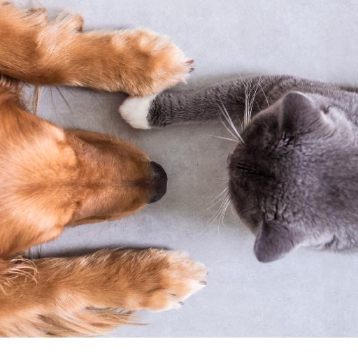 Read more about the article Uncommon Facts About Dogs & Cats