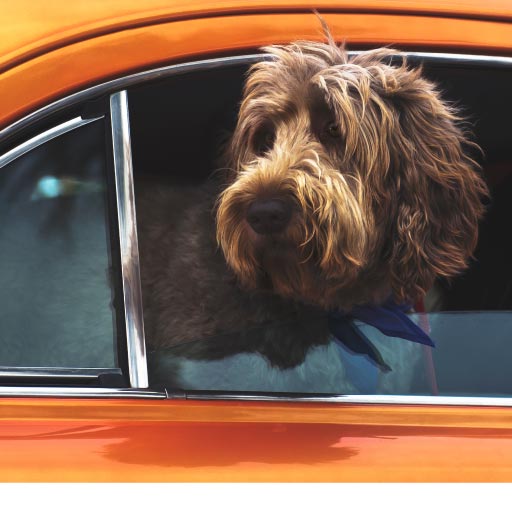 Read more about the article Pet And Car Travel: Health & Safety