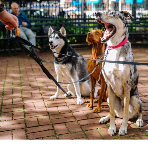 Read more about the article What Are Pet Sitters And How Can They Help?