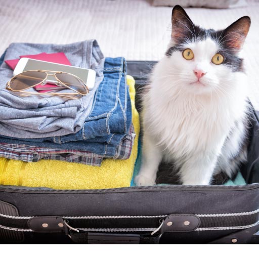 Read more about the article How To Keep Pets Safe During The Holidays