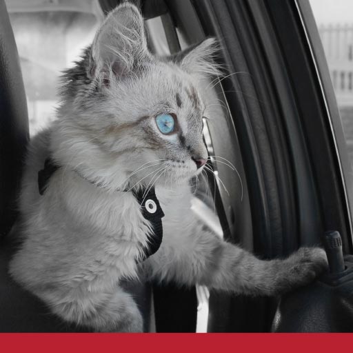 Read more about the article The Dangers Of Leaving Cats In Cars