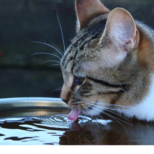 Read more about the article The Importance Of Pet Hydration