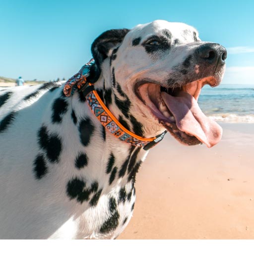 Read more about the article Summer Safety