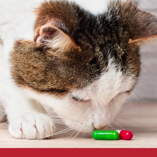 Read more about the article Poison Dangers For Cats