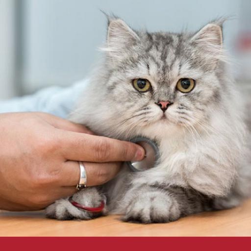 Read more about the article What You Should Know About Performing CPR On Cats