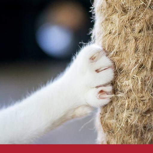 Read more about the article Cats: Bites And Scratches