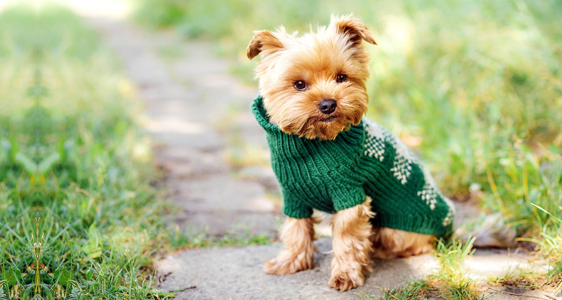 dog coat knitting pattern chunky