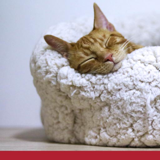 Read more about the article Where Should Your Cat Sleep?