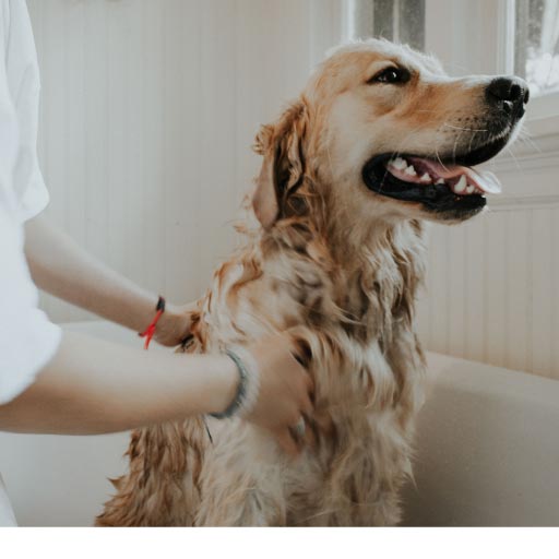 Read more about the article Controlling Pet Hair