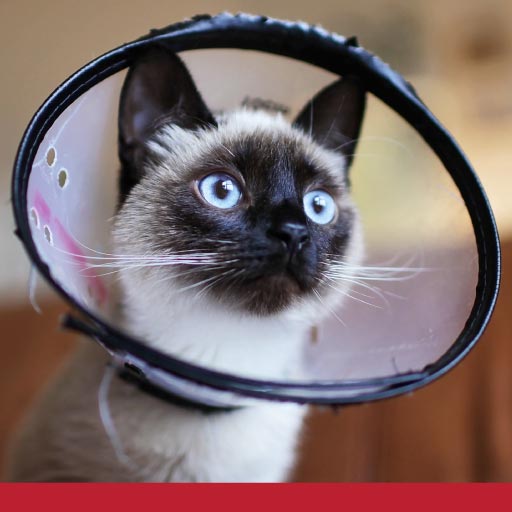 Read more about the article Abscesses In Cats