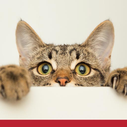 Ear Infections In Cats - PetlifeSA