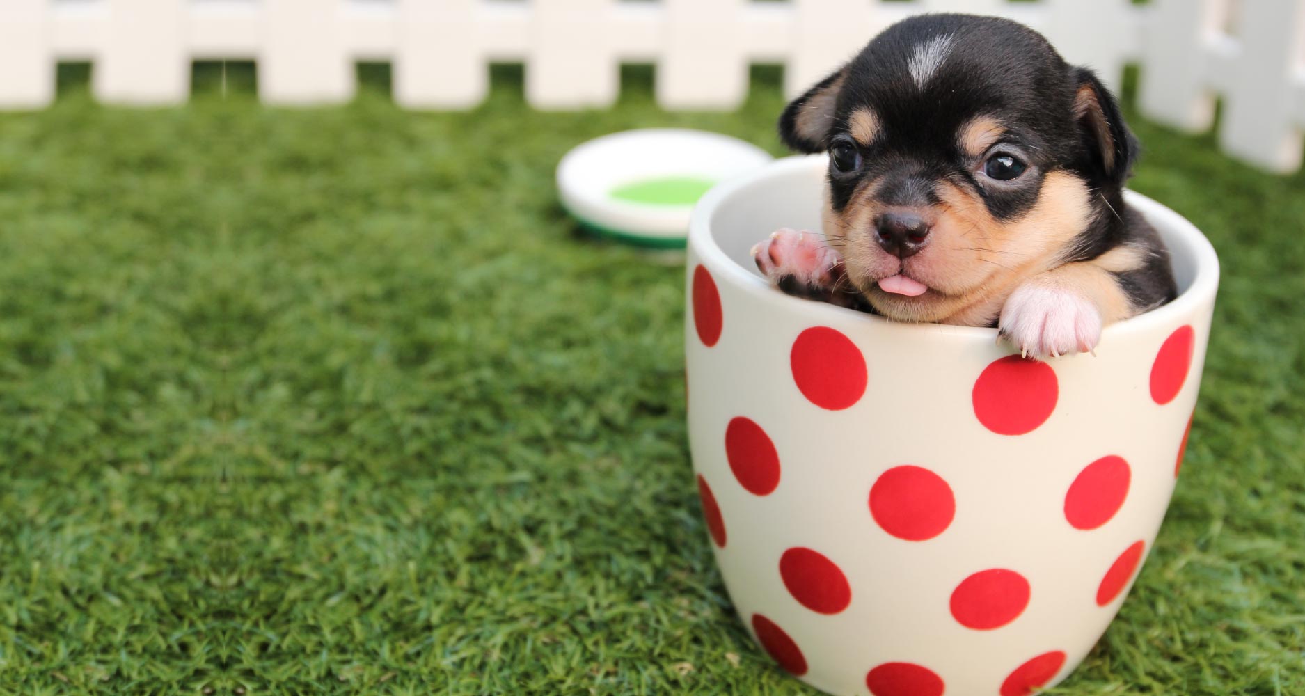 Teacup Dogs : Fashionable But Inhumane - PetlifeSA