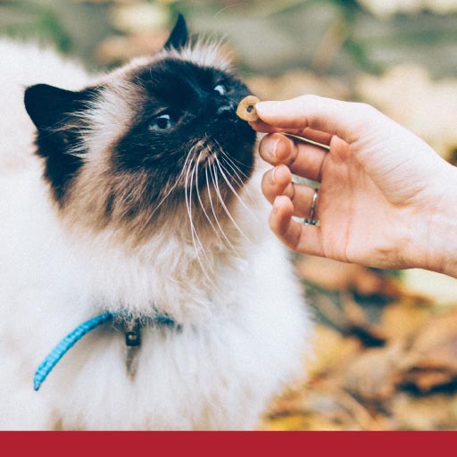 Read more about the article Train Your Cat To Do These Things